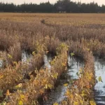 मोहाडी तालुक्यात अवकाळी पावसामुळे धान व सोयाबीन पिकांचे मोठ्या प्रमाणात नुकसान झालेले दृश्य; पिक विमा न मिळाल्याने शेतकरी चिंतेत.