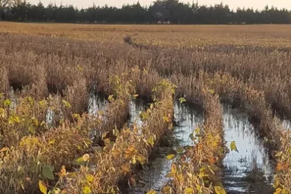 मोहाडी तालुक्यात अवकाळी पावसामुळे धान व सोयाबीन पिकांचे मोठ्या प्रमाणात नुकसान झालेले दृश्य; पिक विमा न मिळाल्याने शेतकरी चिंतेत.