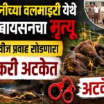 लाखनीच्या वलमाझरी येथे विजेच्या करंटमुळे दोन बायसनचा मृत्यू; शेतात वीज प्रवाह सोडणारा शेतकरी वन विभागाच्या ताब्यात