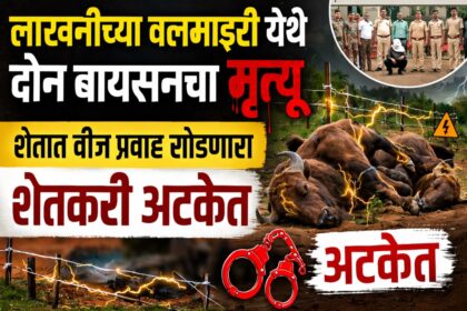 लाखनीच्या वलमाझरी येथे विजेच्या करंटमुळे दोन बायसनचा मृत्यू; शेतात वीज प्रवाह सोडणारा शेतकरी वन विभागाच्या ताब्यात