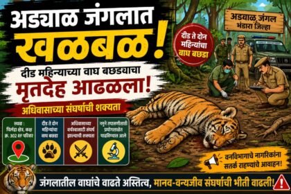 अड्याळ जंगलातील वाघ बछड्याच्या मृत्यूवर आधारित कार्टून न्यूज बॅनर – जंगल परिसरात मृत अवस्थेत पडलेला वाघ बछडा, तपास करणारे वन अधिकारी आणि अधिवास संघर्षाची शक्यता दर्शवणारे दृश्य.